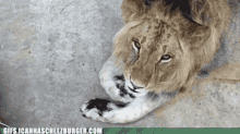 Lion GIF - Lion GIFs