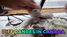 Dancing Bear GIF - Dancing Bear Canada GIFs