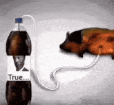 a bottle of coke has a picture of a man on it and the word true on the label