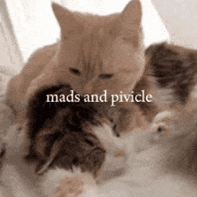 Pivicle Mads GIF