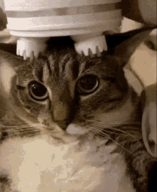 Cat Head Massage GIF - Cat Head Massage Good Moment - Discover & Share GIFs