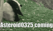 a panda bear is standing in the grass with the words asteroid0325 coming in the background