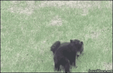 Bear Fight GIF - Bear Fight Cuddle GIFs