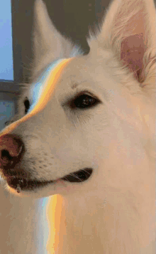 a close up of a dog 's face with a rainbow in the background