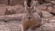 Viscacha Rodent GIF - Viscacha Rodent Jump GIFs