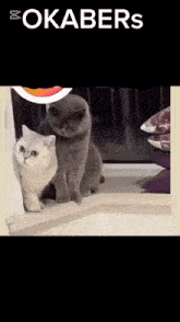 two cats are sitting on a window sill with the word okabers on the bottom