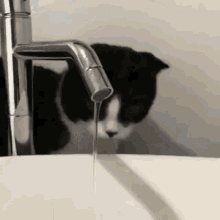 Cat Drink GIF - Cat Drink Bathe GIFs
