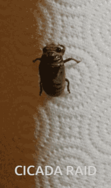Cicada GIF - Cicada GIFs