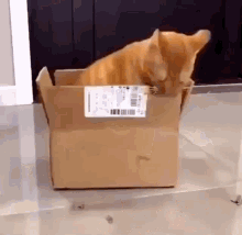 Cat Cat Eating Cardboard GIF