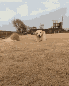 Dog Golden Retriever GIF - Dog Golden Retriever Smile GIFs