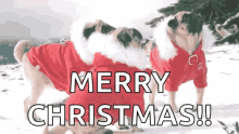 Pug Christmas GIF