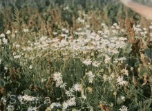 Meadow Field GIF