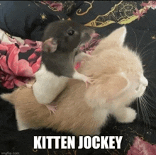 a cat is holding a rat that says kitten jockey on the bottom