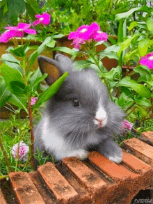 Lapinou Bunny GIF - Lapinou Bunny GIFs
