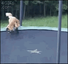 trampoline foxes