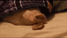 Pig Sniff GIF - Pig Sniff Yummy GIFs