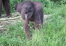 Elephant Eating GIF