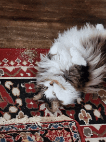a cat laying on its back on a rug looking at the camera