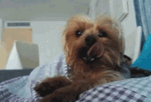 Dormir Dogs GIF - Dormir Dogs Yawn GIFs