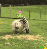 a gif of a person standing next to a sheep with 4gifs.com in the corner