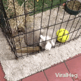 Escaping The Cage Bunny GIF - Escaping The Cage Bunny Viralhog GIFs