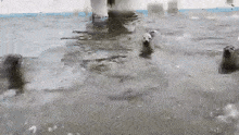 a polar bear is swimming in a pool of water .