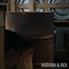 Hide Rex GIF - Hide Rex Diesel Vom Burgimwald GIFs