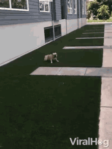 a dog is walking down a sidewalk next to a building and the words viralhog are on the bottom