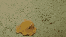 Bizarre Beast Octopus GIF