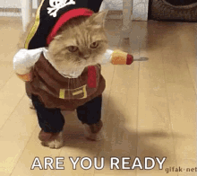 Cats Funny GIF - Cats Funny Pirate Costume GIFs
