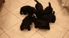 Spin Puppies GIF - Spin Puppies Cute GIFs