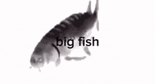 a black and white photo of a big fish with the words big fish written on it .
