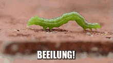 Raupe: Beeilung! GIF - Beeilung Raupe Schnell GIFs