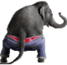 elephant twerk dance party celebrate