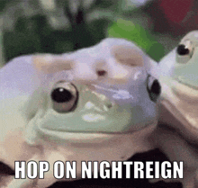 a couple of frogs are sitting next to each other with the words hop on nightreign written on the bottom .