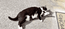 Stretch Rolling GIF - Stretch Rolling Cat GIFs