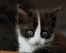 3d Cat GIF - 3d Cat Parallax GIFs