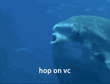 Vc Sunfish GIF - Vc Sunfish Fish GIFs