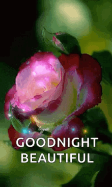 Good Night Beautiful GIFs | Tenor