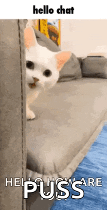 a white cat is peeking out from behind a couch and says hello chat help me are puss