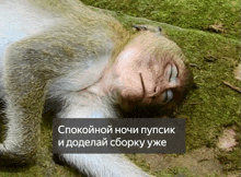 a picture of a monkey with a caption in a foreign language