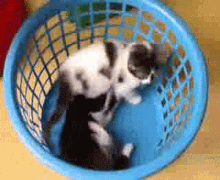 Kittens Playing GIF - Kittens Playing Playtime GIFs