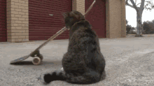 We'Ve Got You Surrounded! GIF - Cat Skateboard Spin GIFs