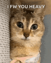Cat Meme Cute GIF - Cat Meme Cat Cute GIFs