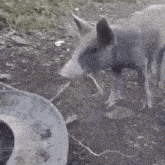 a pig is standing in the dirt next to a bucket
