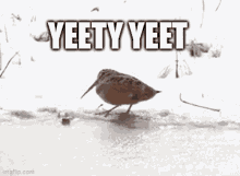 Yeet Bird GIF - Yeet Bird Yeety GIFs