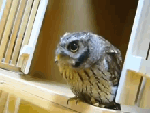 Get Called On While Daydreaming GIF - Wide Eye Pet Animal GIFs