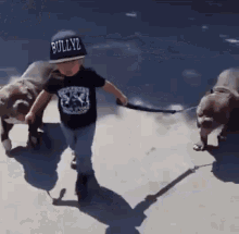 Pit Bull Dogs GIF - Pit Bull Dogs GIFs