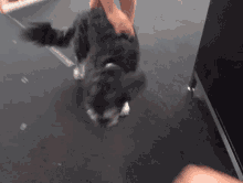 Puppy Cute Dog GIF - Puppy Cute Dog Fist Bump GIFs