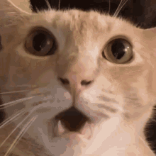 yeniology shocked cat gasp cat bewildered cat surprised cat